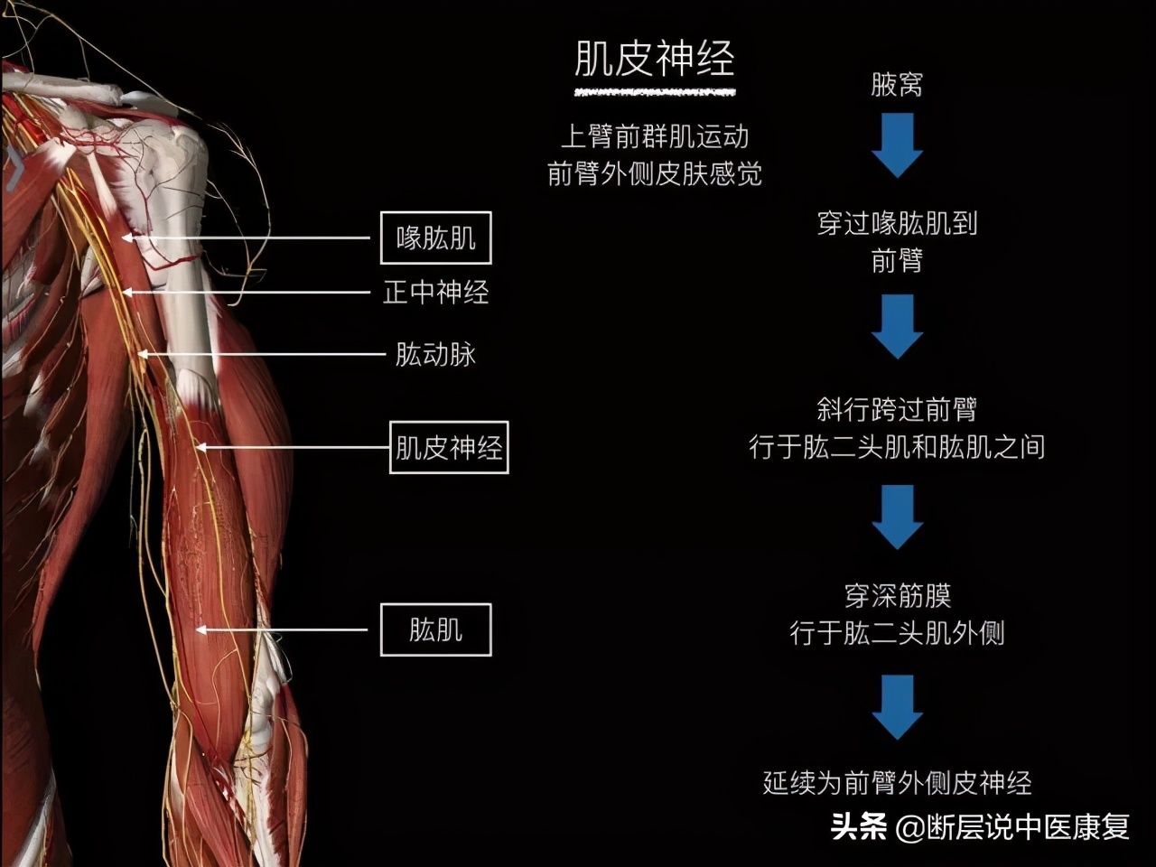 手臂人体解剖图讲解,手臂上举3d肌肉解剖讲解