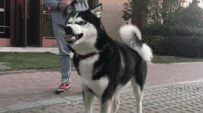 为什么家里的狗狗总是那么凶,狗狗为什么对主人凶