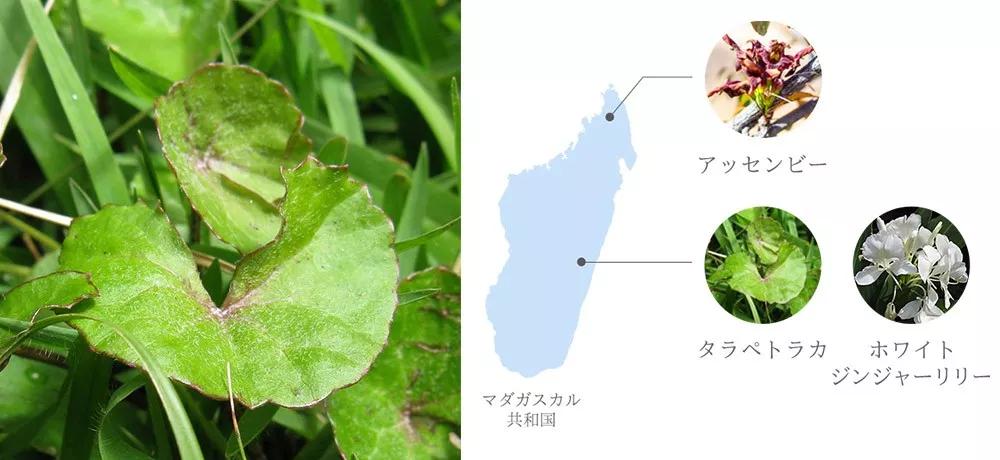 奥尔滨顶级精华,奥尔滨精华评价