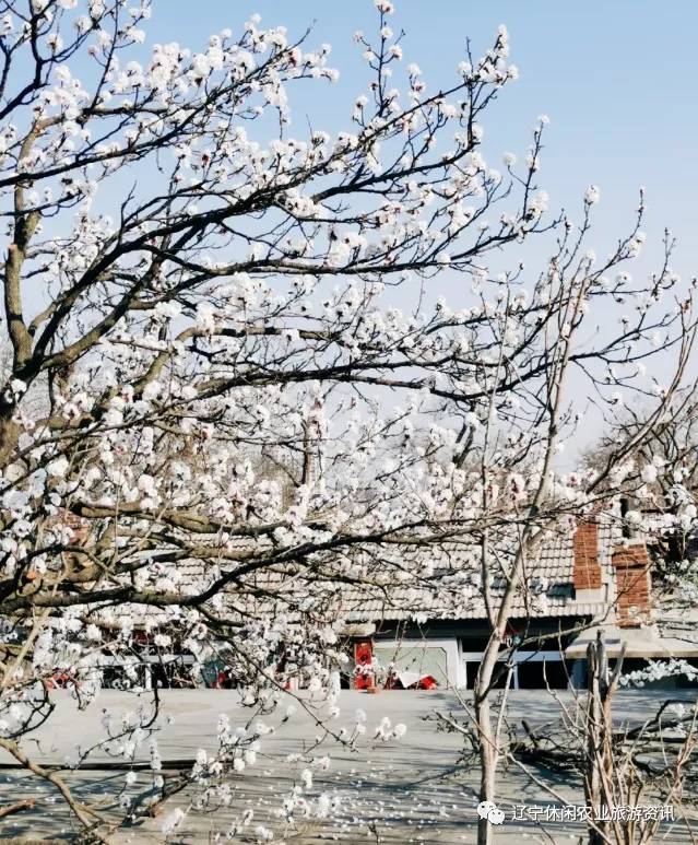 旅顺杏花村风景,旅顺杏花微雨醉春风