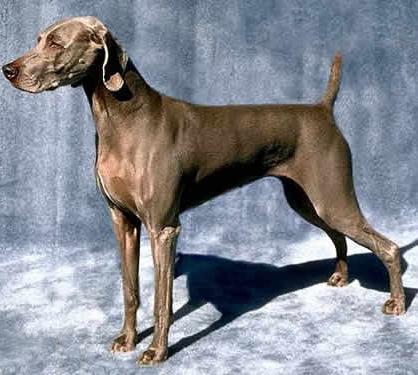 全世界100种名贵狗,世界上46多种名狗图文说明