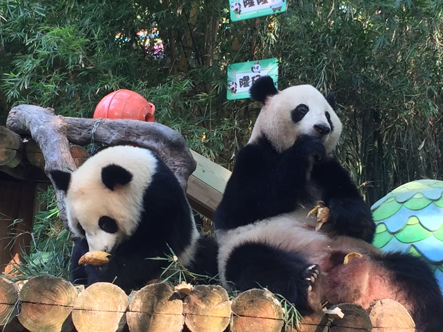 哪里有大熊猫动物园,哪些动物园值得看大熊猫