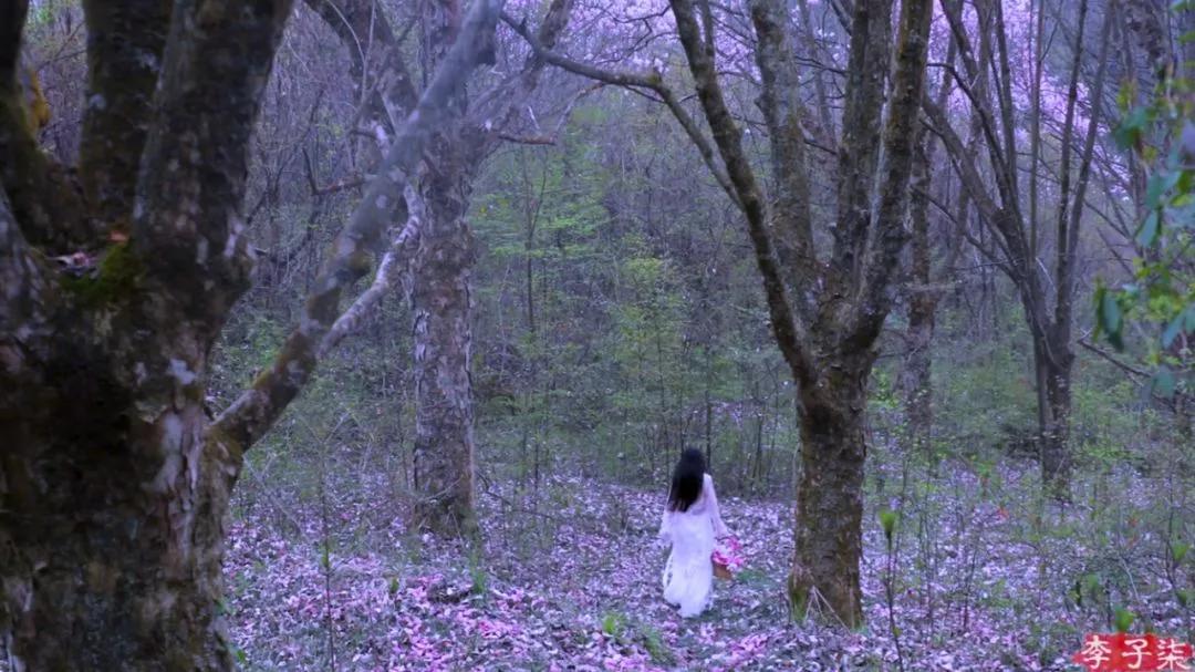 有一种向往叫西双版纳,有一种向往叫诗和远方完整版