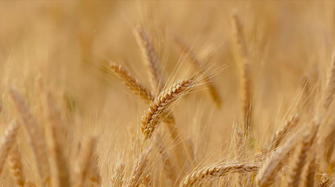 既能治自汗又能治盗汗的中药,反复自汗盗汗吃了中药都不见效