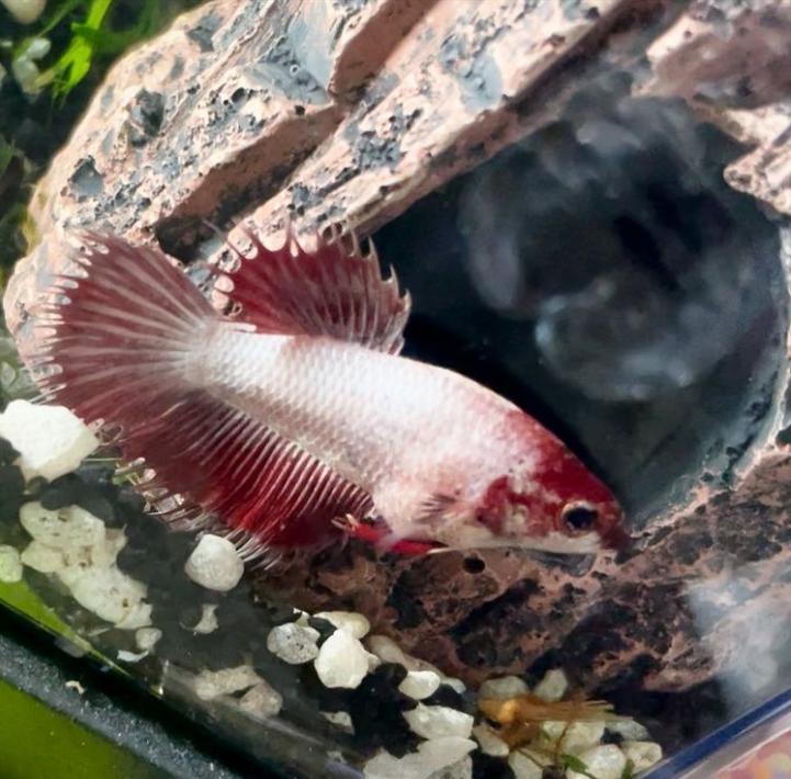 外国女子救下崩溃男子,外国女生救斗鱼