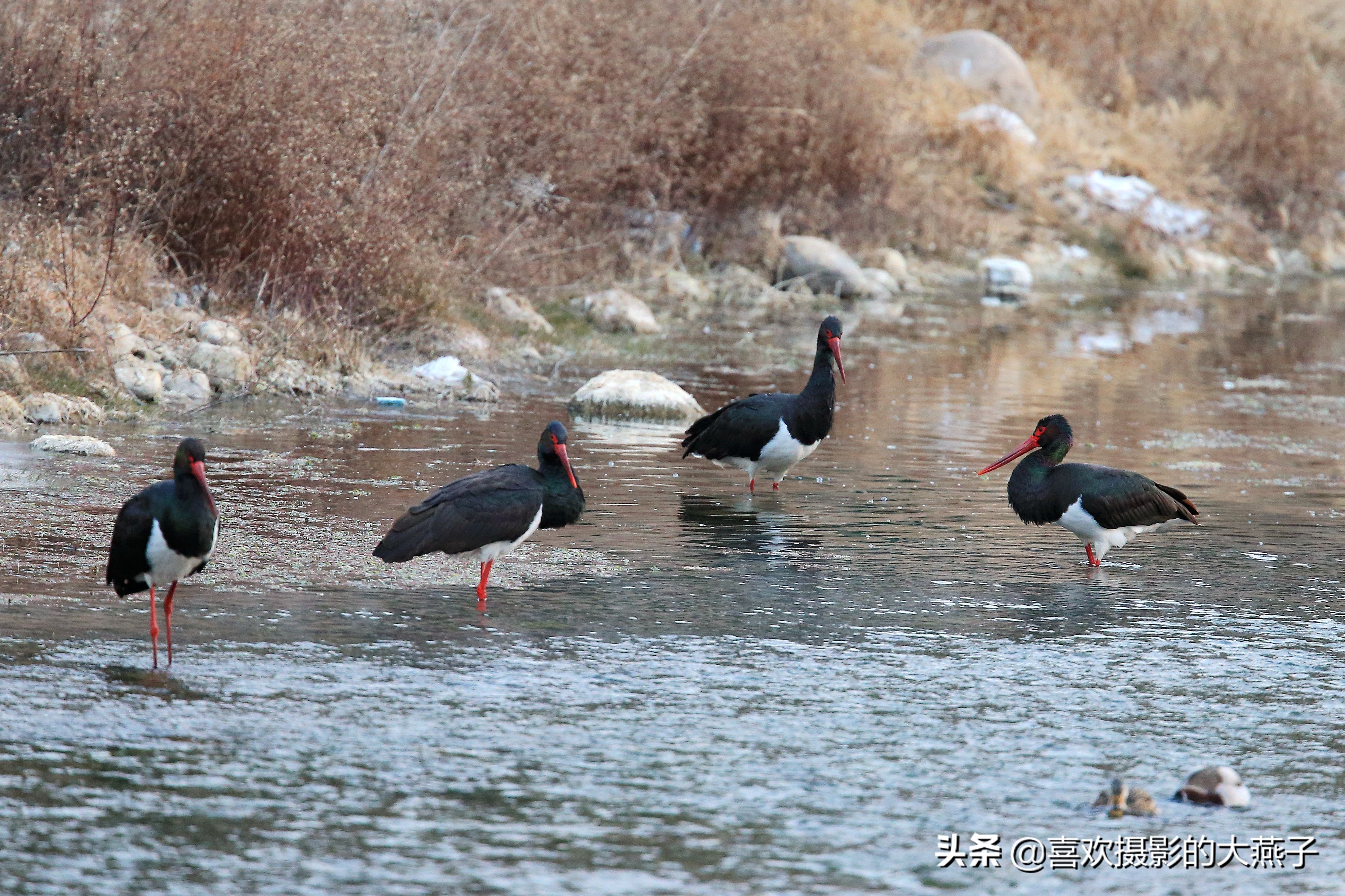 珍稀鸟类黑鹳来到河北井陉县越冬,房山十渡有什么野生动物