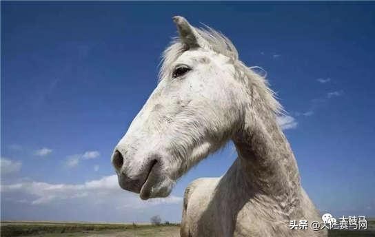 马的致死疾病,马为什么这么容易得病