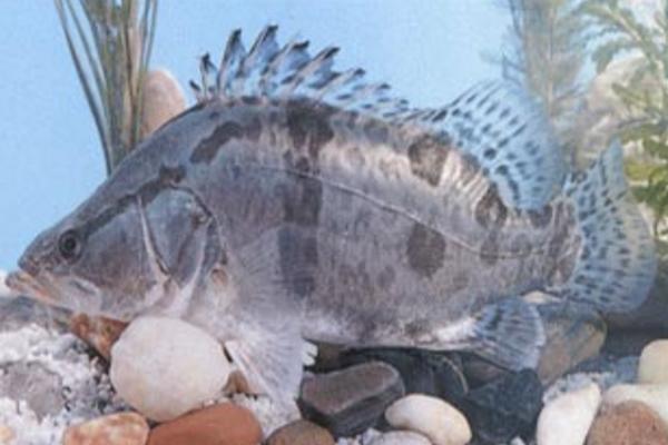 鳜鱼养殖的饵料系数,鳜鱼的养殖技术及饲料视频