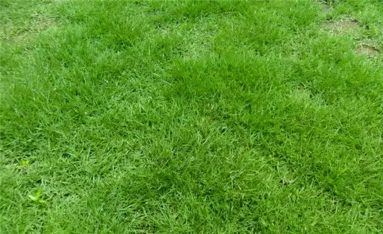 草坪视觉设计,艺术草坪