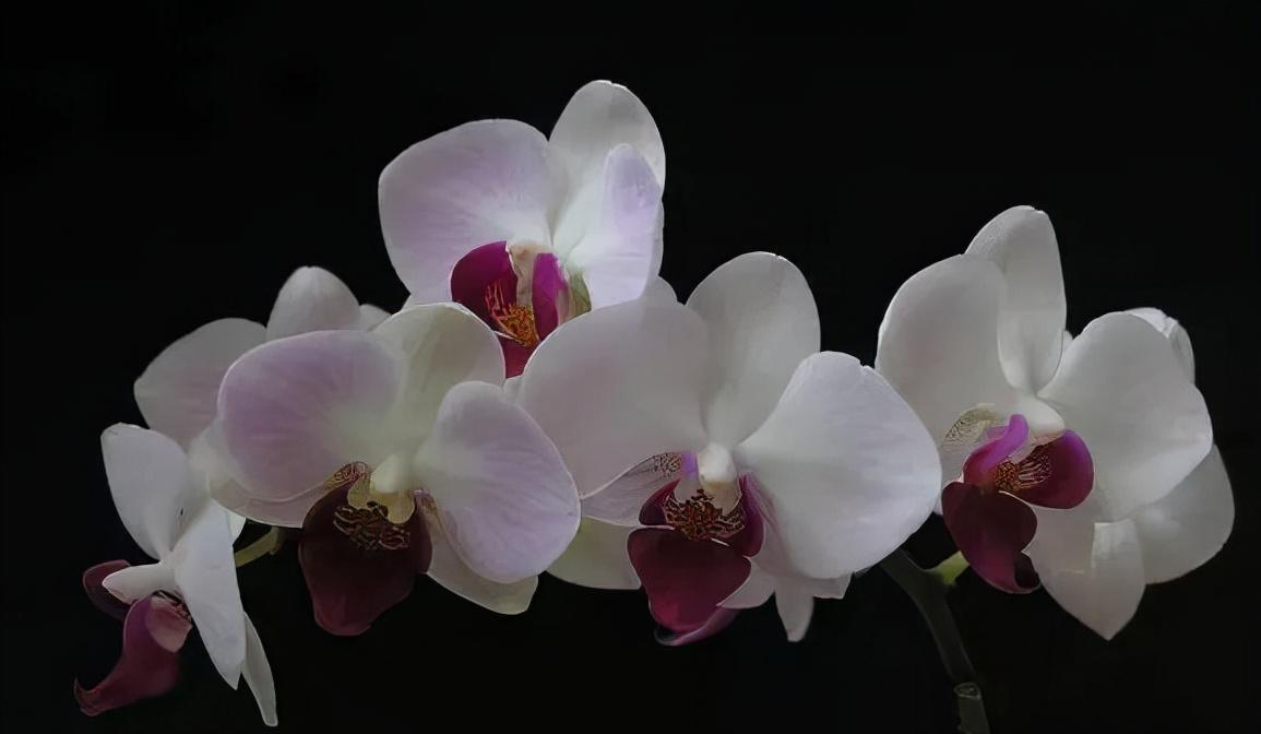 鍏拌姳绉嶇被鍥鹃壌,鐪嬭姦澶磋鲸鍏拌姳绉嶇被