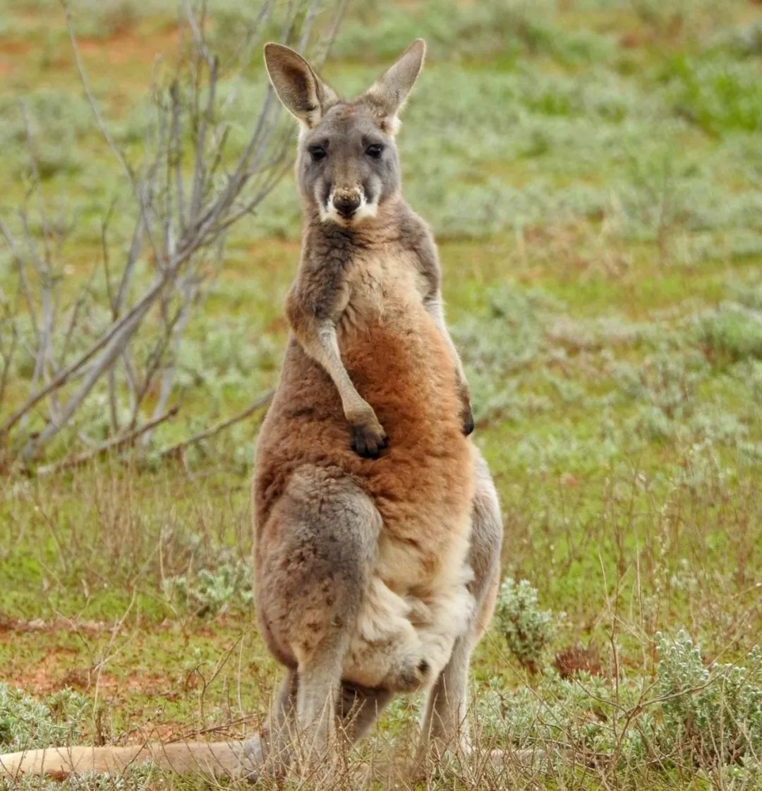 教你如何借助免税东风，成功进军澳大利亚市场！