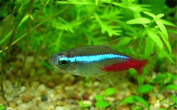 红绿灯鱼陆续死,红绿灯鱼多少钱