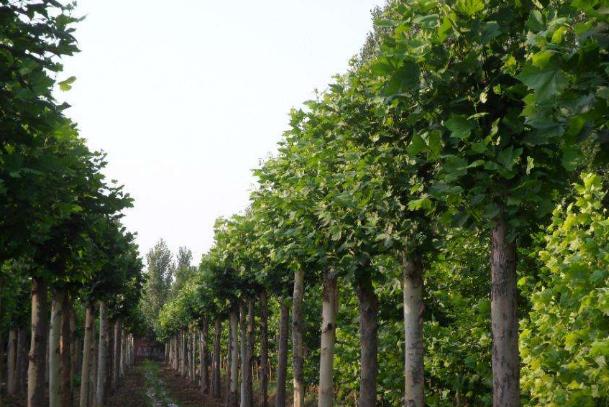 白蜡树如何养护,白蜡树冬天落叶