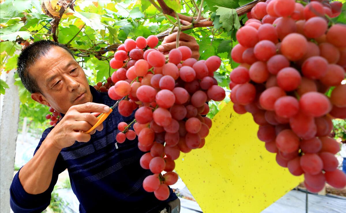 回农村创业种葡萄效益如何,80后小伙创业种葡萄