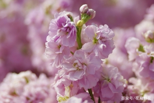 送长辈的鲜花花语,浪漫花语鲜花婚庆