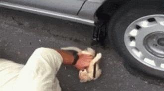 猫圈一定是魔咒吗,猫圈玄学黑猫