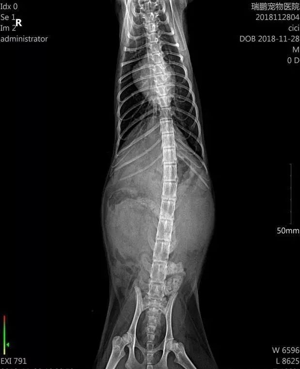 宠物生病前10个征兆,当宠物突然出现怪异行为