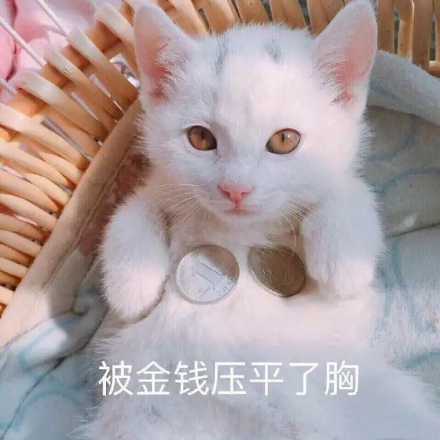 我为什么劝你别学医,在宿舍养猫很后悔