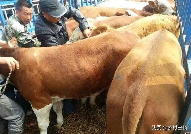 母牛多次人工授精不孕怎么回事,母牛配两回不孕怎么解决