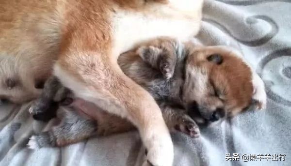 狗狗把主人手压身下,狗狗把小孩摁地上