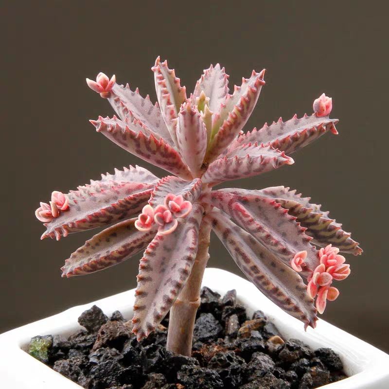 十大最好养的绿萝花,九种养不死的花