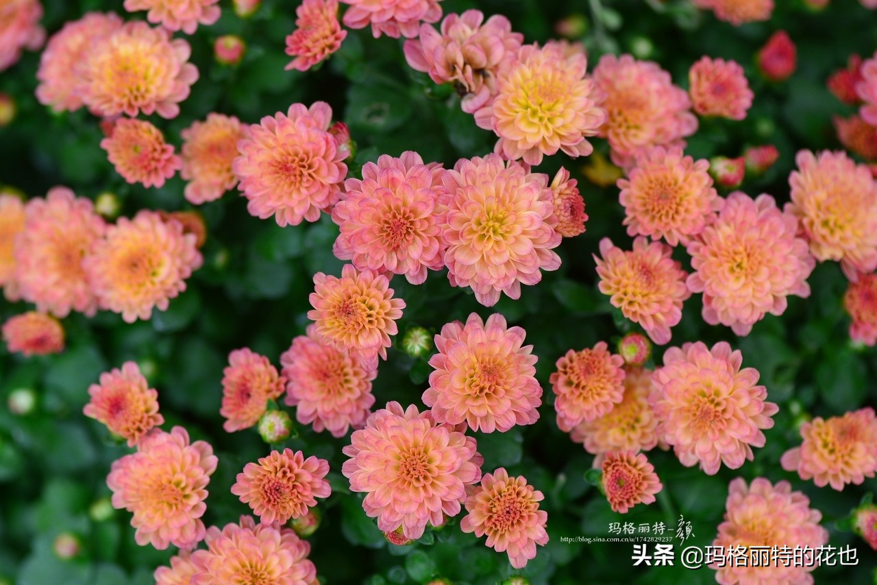 花园里四季常青的树,花园里四季都绿的植物