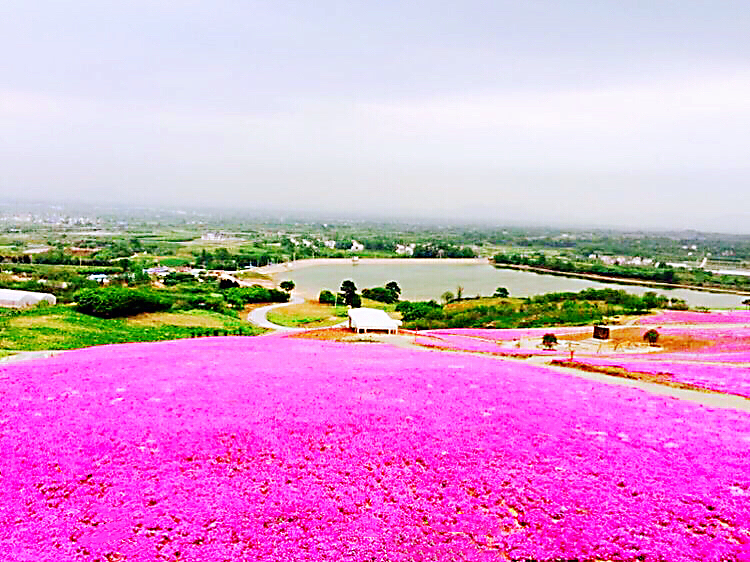 河北芝樱丛生福禄考种植基地,上海芝樱丛生福禄考报价