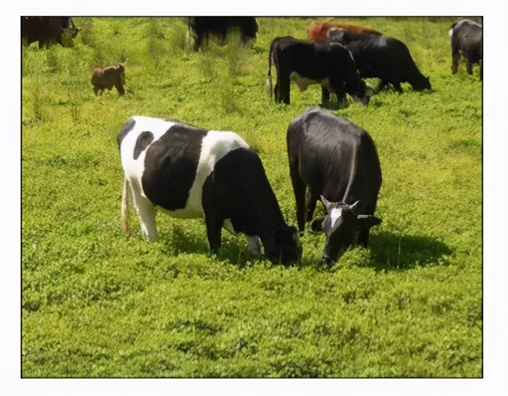 这三种危险植物千万别碰,被吃掉拉出来还能继续生长的植物