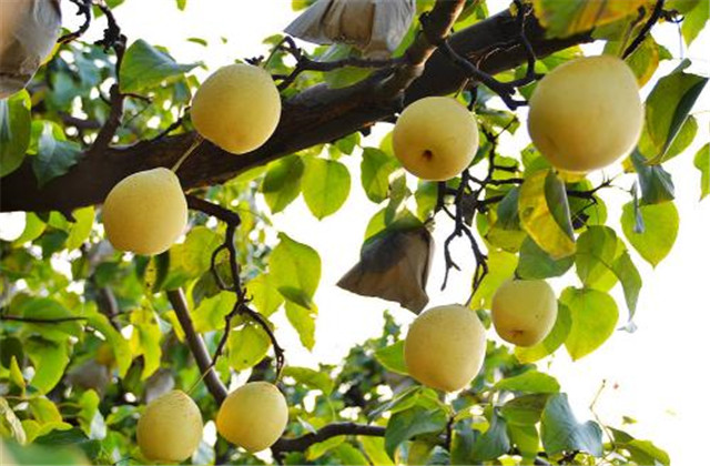 梨树病虫害绿色防控技术,梨树病虫害防治时间表最新