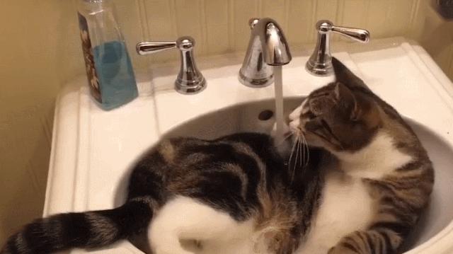 冬天给猫咪洗澡,小狗冬天洗澡注意事项