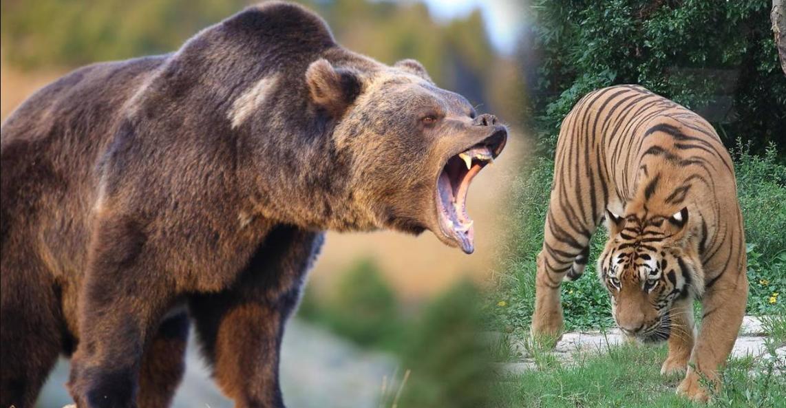 遇到熊如何保命,遇到熊如何自救动画