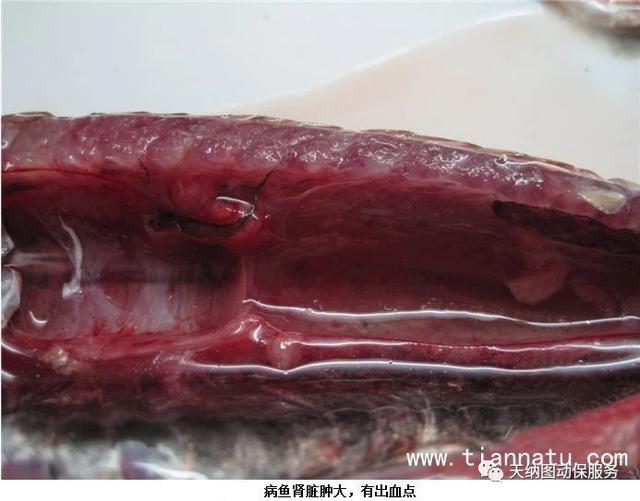 鱼类出血病复发的原因,鱼类出血病视频