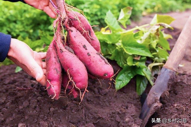 种植红薯如何防治害虫图片,种红薯膨大素肥料