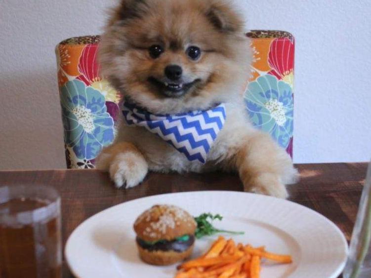 博美掉毛期是什么时候,博美掉毛期的样子图片