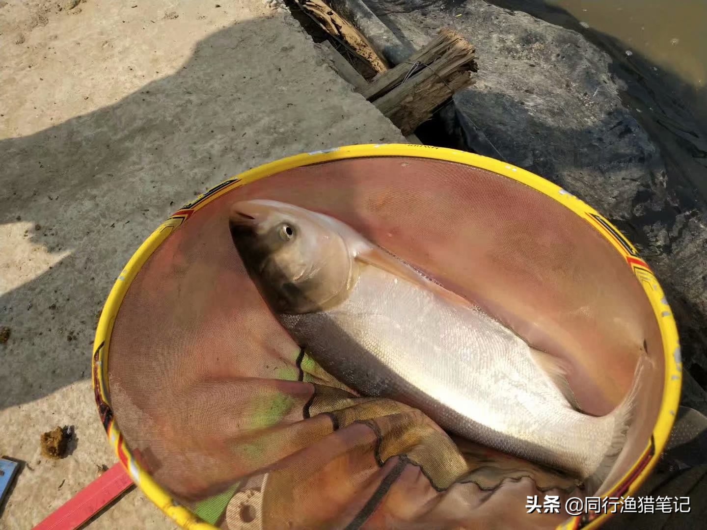 钓起鱼后鱼不老实、不好取钩？这几种抓鱼手法送给你