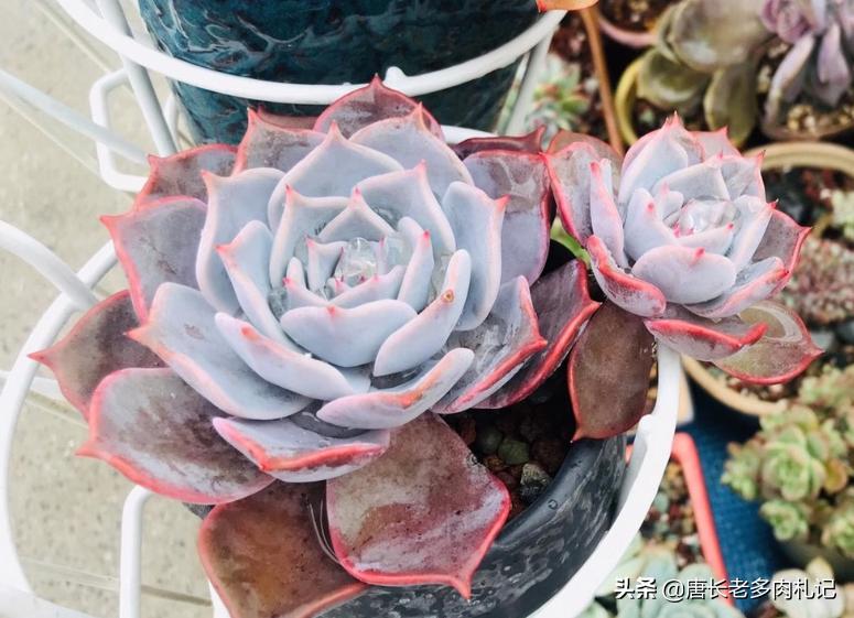 多肉露西娜怎么养,多肉露西娜养护