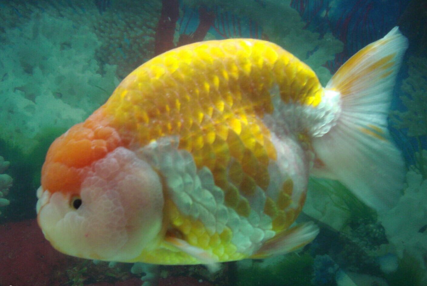 兰寿金鱼水质不好得病了怎么办,兰寿金鱼品相不好淘汰怎么处理