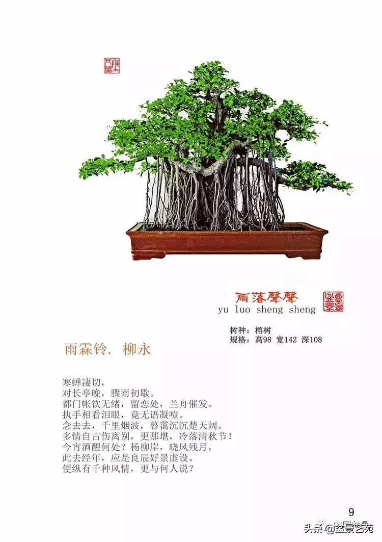 陈文图榕树欣赏,陈文图盆景