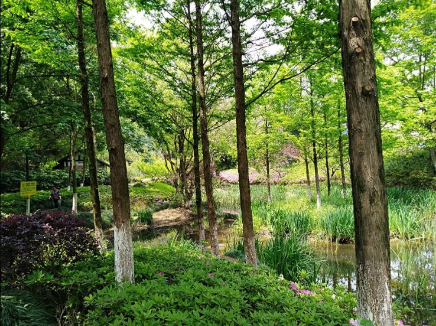 树枝上的蜂巢是什么蜂,树枝上的蜂窝