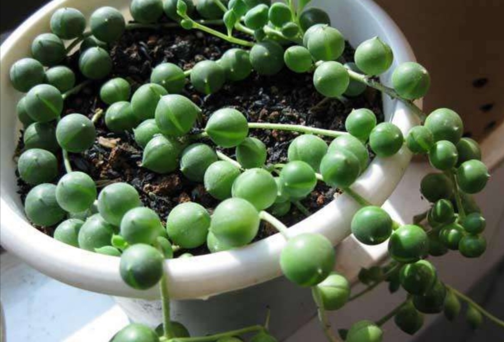 如何养珍珠吊兰,挂珍珠吊兰的花盆