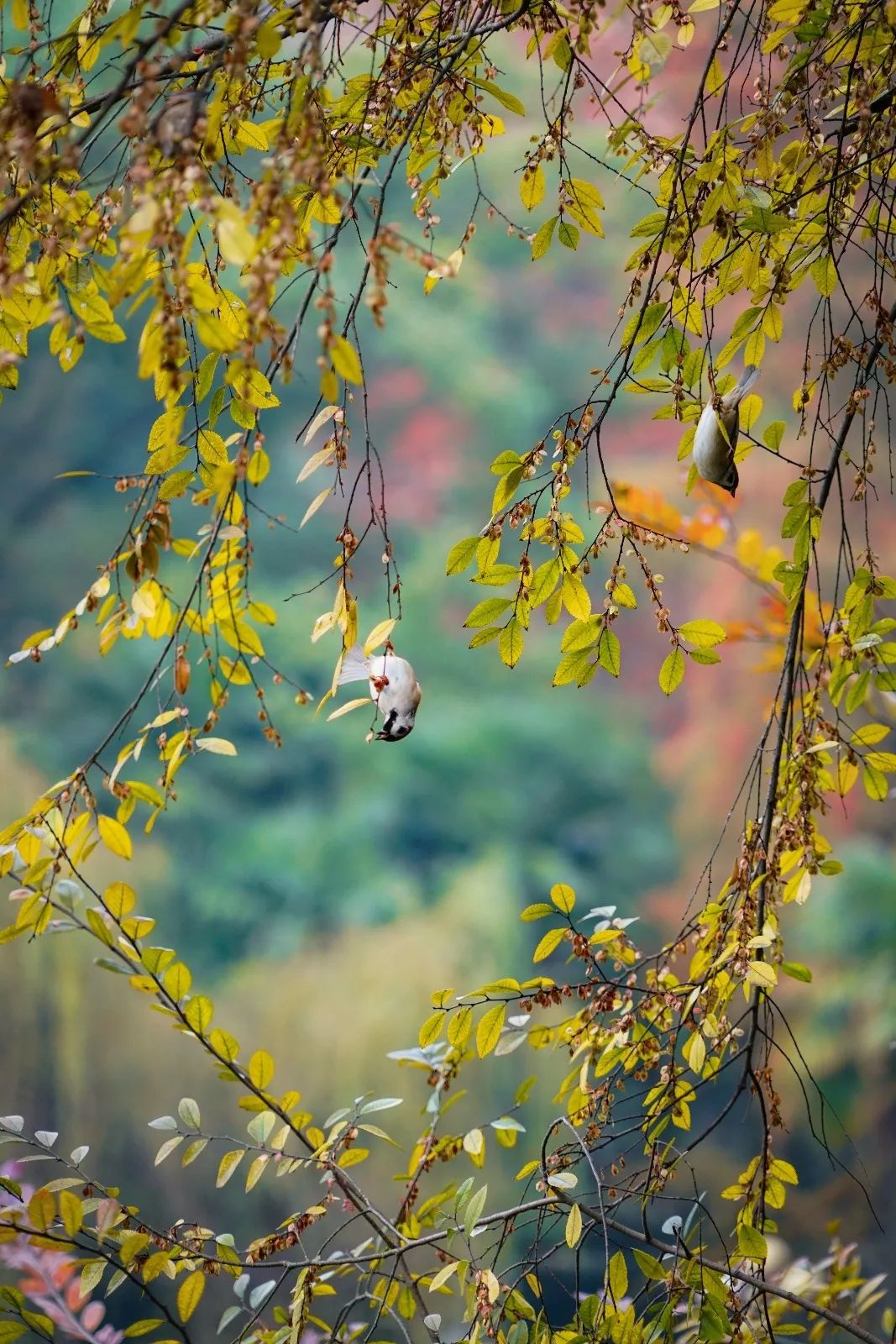 中国最美的大学武汉大学,最美的武汉大学