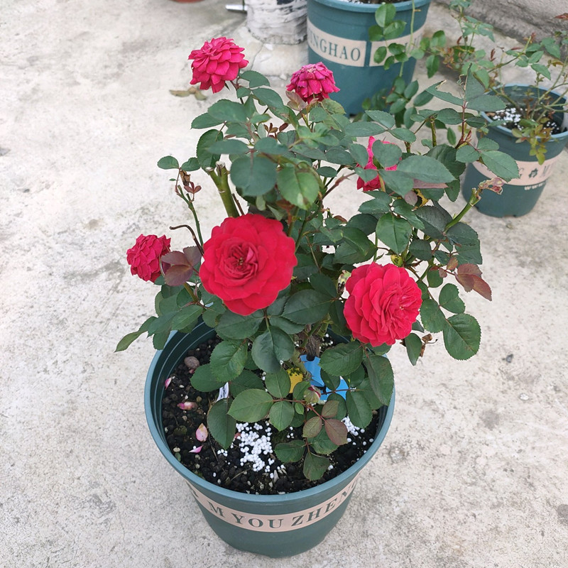 月季根腐烂怎么补救,月季根系烂如何补救