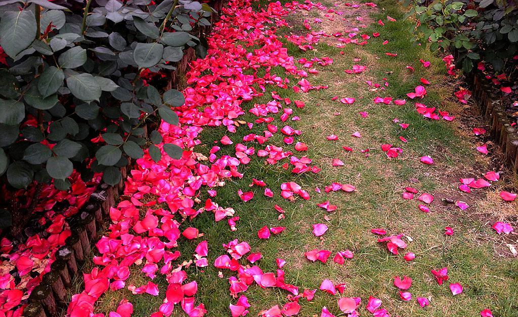 红楼梦葬花吟花谢花飞花满天,葬花吟黛玉葬花红楼梦