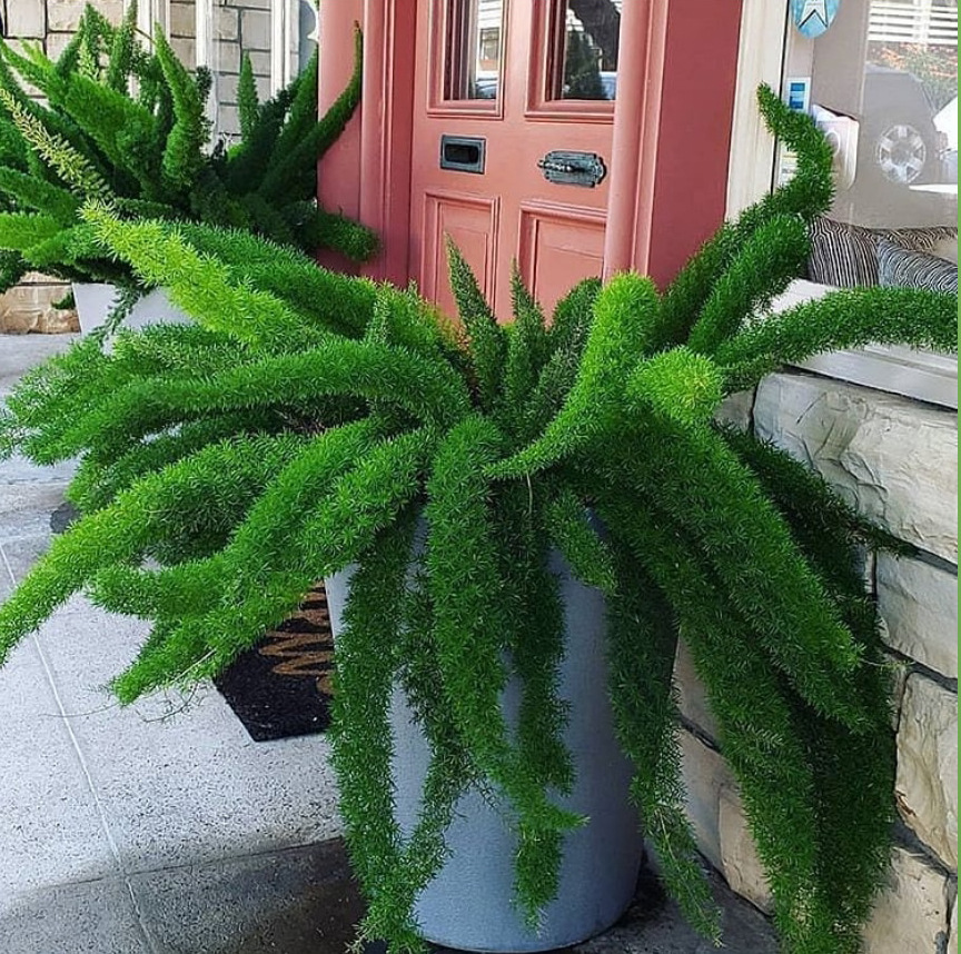 人养花一时养人一生,人养花同时花也养人