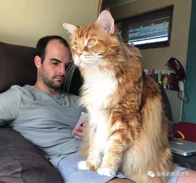 猫咪品种大盘点,猫咪品种大全100种