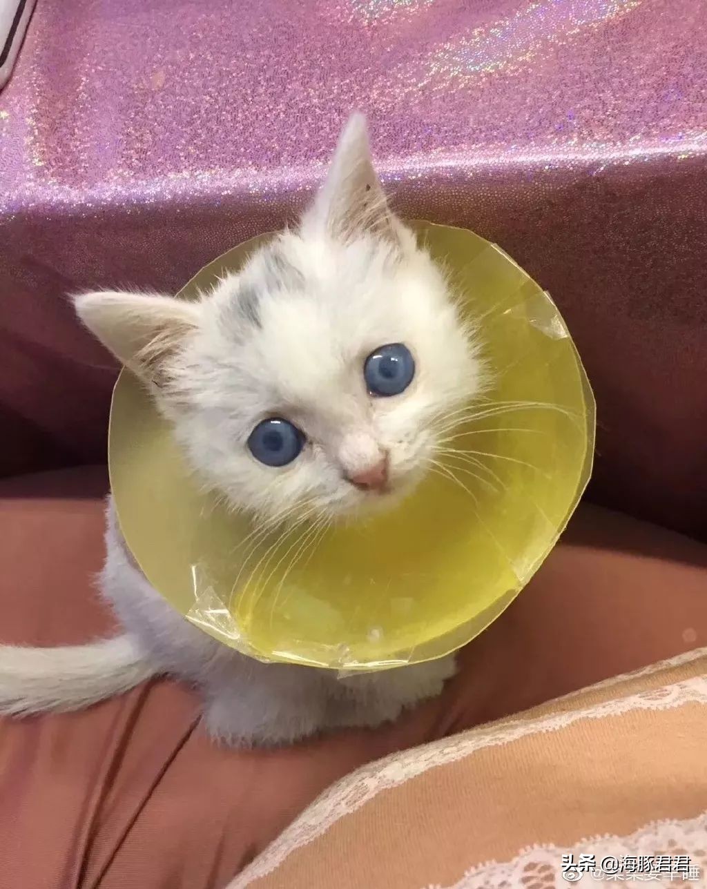 北京小公主靠吸猫血成百万大V,直播整容、大照骗、2年养死3只猫