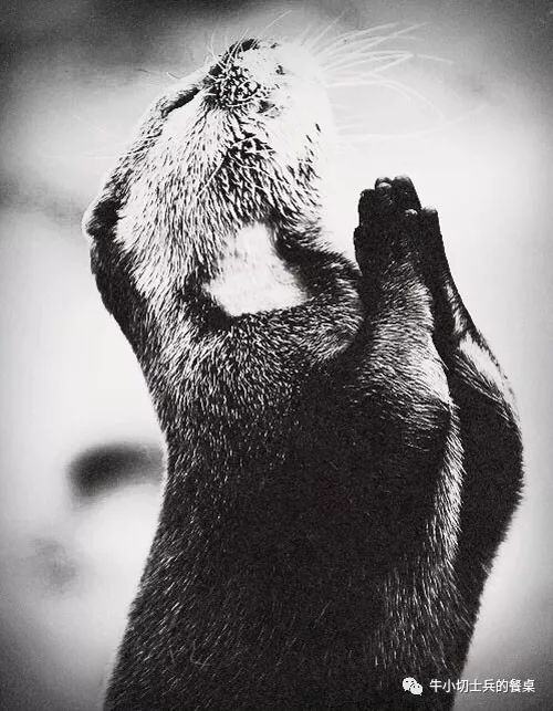 印第安人狩猎美洲野牛,美洲野牛印第安人