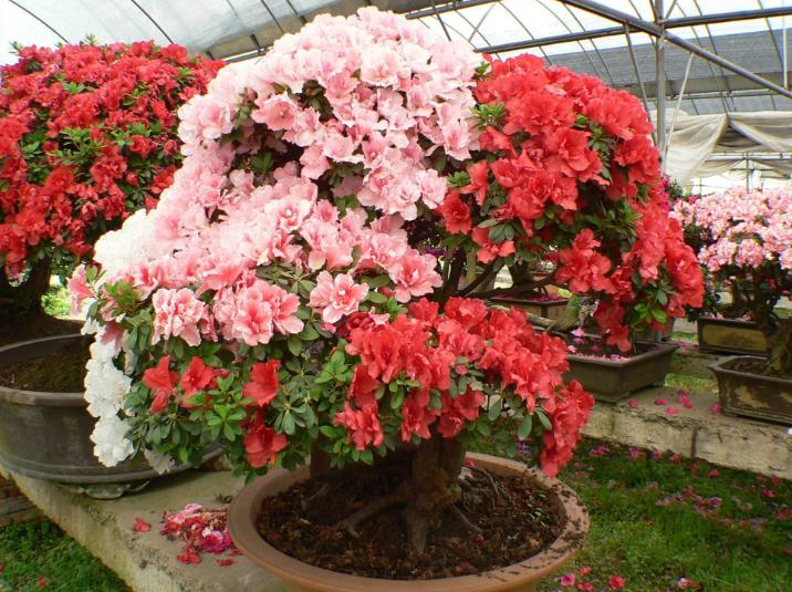 杜鹃花骨朵干枯枝叶茂盛的原因,杜鹃花如何养才会长得更旺盛