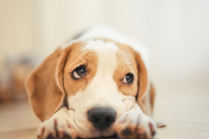 狗狗的7种怪异行为,常见的十种让狗狗恐惧的事物