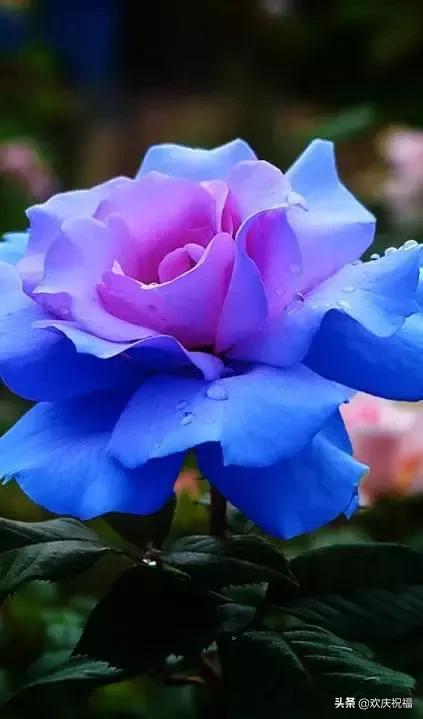 明日七夕，777幸福花送给群里所有的朋友，谁打开，谁幸福